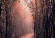 霸气，独行侠队首席执行官就卢卡东契奇交易向球迷做出“承诺”.